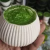 Garlic Top