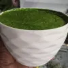 Bowl Top