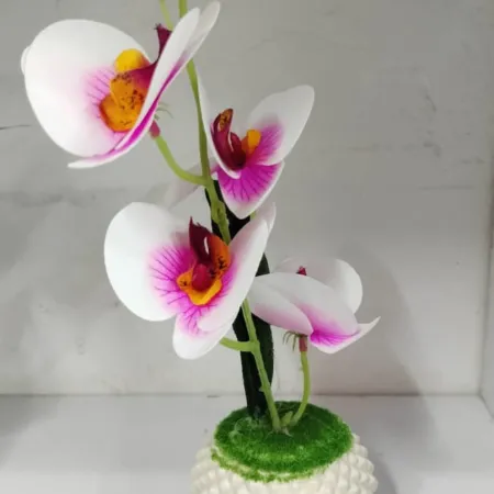 Orchid