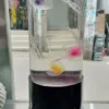 Jelly Fish