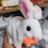 Rabbit