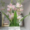 New Orcid with Stone Top