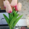 Tulip