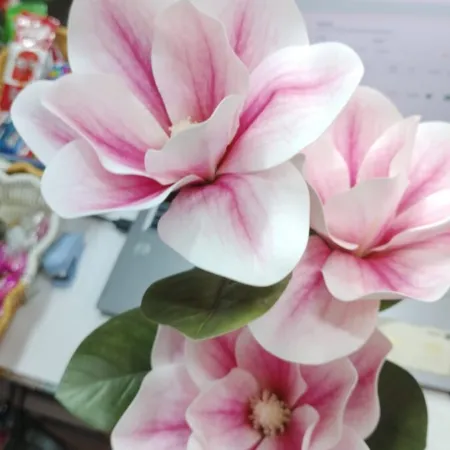 Cut Rose