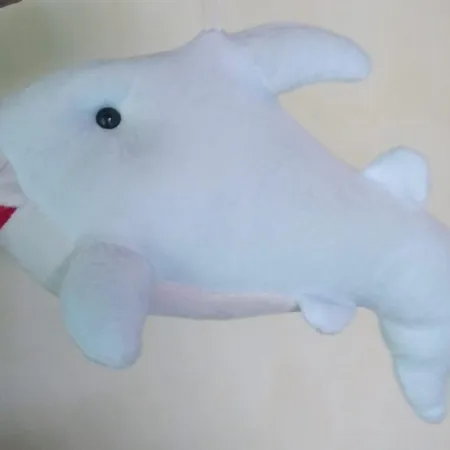 Shark