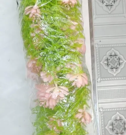 Sapla Lota