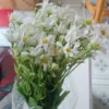 Daiji Flower