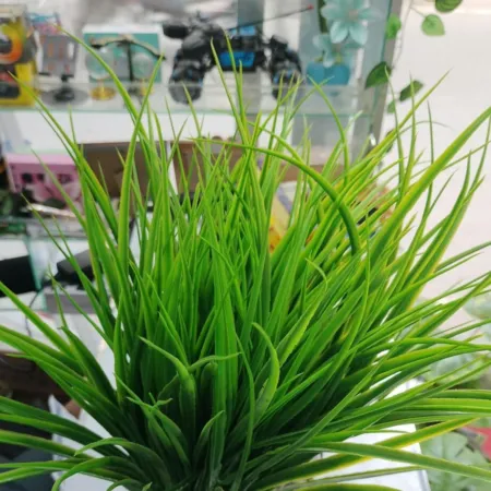 Grass