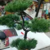 5 Head Bonsai
