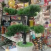 7 Head Bonsai with Jug Top