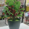 Cherri with Sili Top